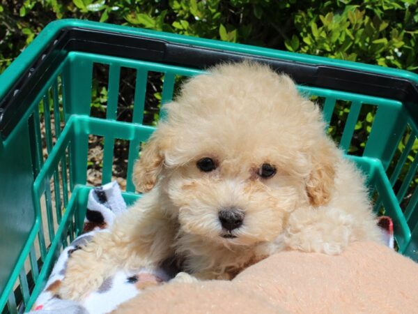 Miniature Poodle DOG Female Cream 6528 Petland Montgomery, Alabama