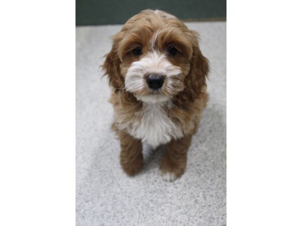 Cock A Poo-DOG-Female-Buff-6522-Petland Montgomery, Alabama