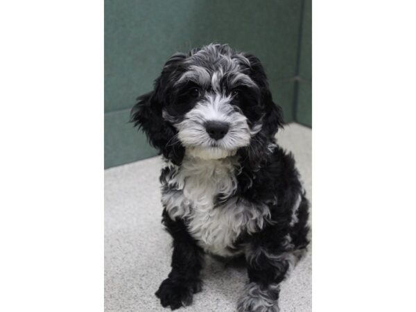 Cock A Poo-DOG-Male-Blue Merle-6523-Petland Montgomery, Alabama