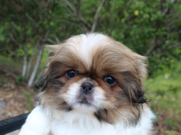 Pekingese DOG Male Sable / White 6529 Petland Montgomery, Alabama