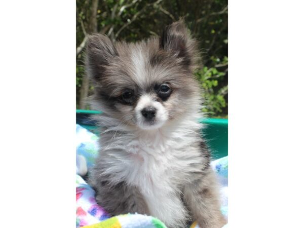 Pomeranian DOG Male Blue Merle 6530 Petland Montgomery, Alabama