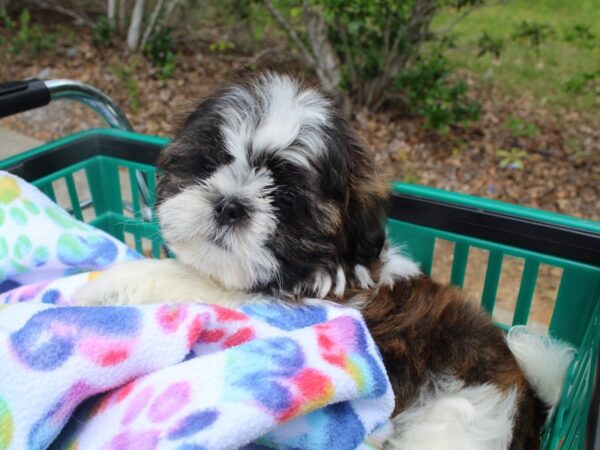 Shih Tzu DOG Male Brown / White 6531 Petland Montgomery, Alabama