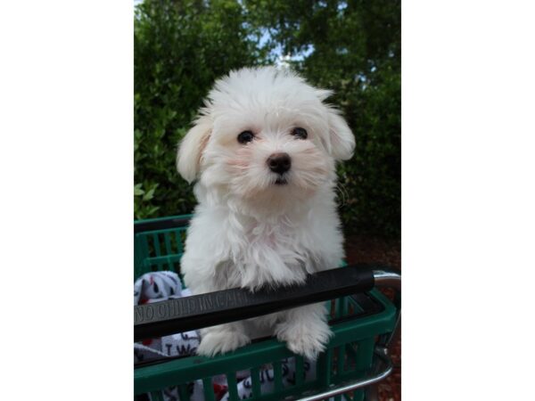 Maltese-DOG-Female-White-6532-Petland Montgomery, Alabama