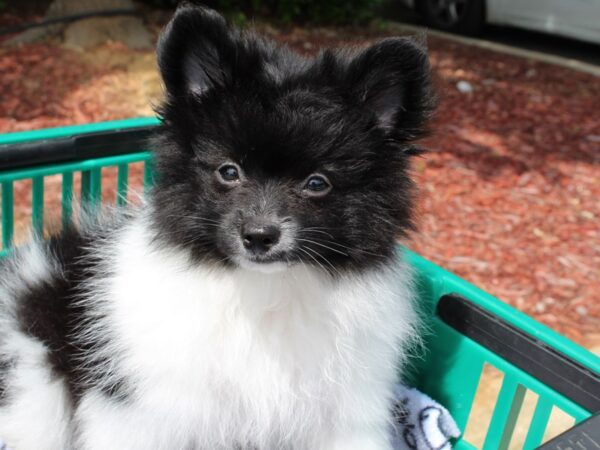 Pomeranian DOG Female Black / White 6535 Petland Montgomery, Alabama