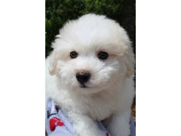 Bichon Frise DOG Male White 6534 Petland Montgomery, Alabama