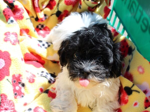 Malti Poo DOG Male Black and White 6537 Petland Montgomery, Alabama