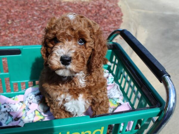 2nd Generation Mini Goldendoodle-DOG-Male-Red-6542-Petland Montgomery, Alabama