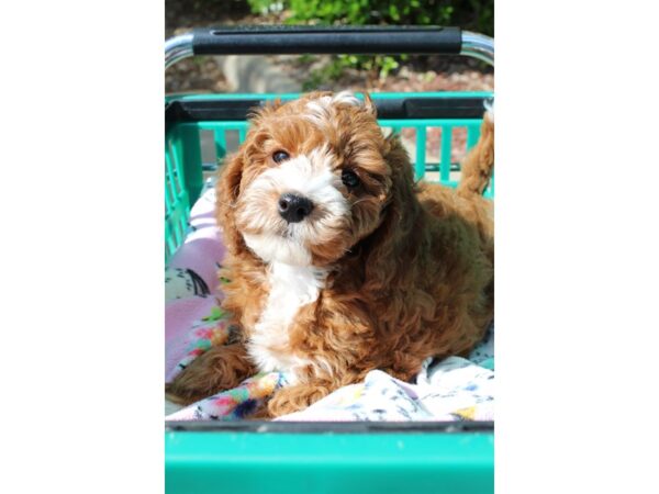 2nd Generation Mini Goldendoodle-DOG-Female-Red-6543-Petland Montgomery, Alabama