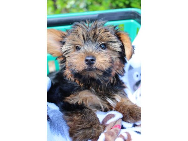 Yorkshire Terrier DOG Male Black and Tan 6538 Petland Montgomery, Alabama