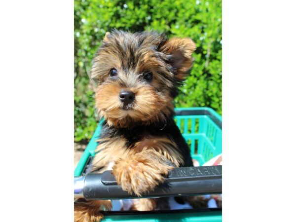 Yorkshire Terrier DOG Female Black and Tan 6539 Petland Montgomery, Alabama