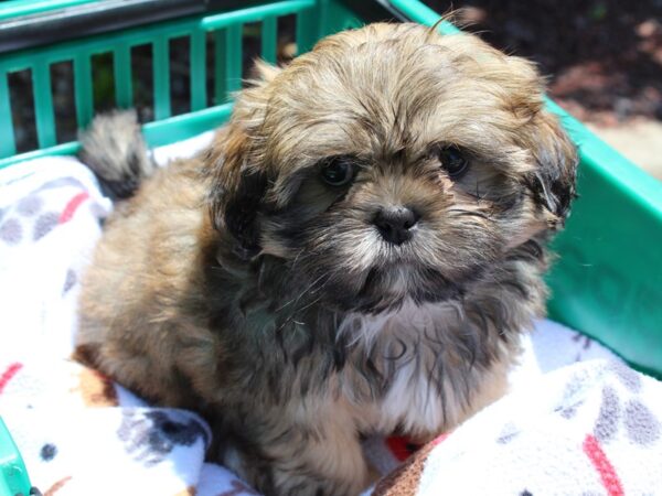 Shih Tzu DOG Male Chocolate Sable 6541 Petland Montgomery, Alabama