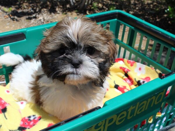 Shih Tzu DOG Male Brown and White 6540 Petland Montgomery, Alabama