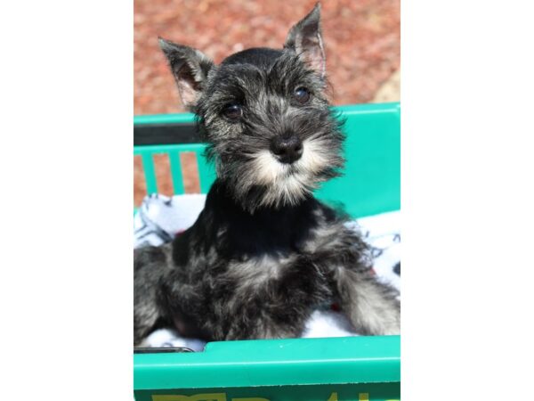 Miniature Schnauzer-DOG-Female-Black / Silver-6545-Petland Montgomery, Alabama
