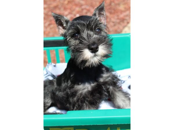 Miniature Schnauzer DOG Female Black / Silver 6545 Petland Montgomery, Alabama