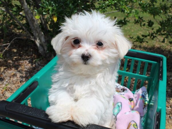 Maltese-DOG-Male-White-6536-Petland Montgomery, Alabama