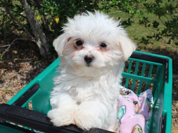 Maltese DOG Male White 6536 Petland Montgomery, Alabama