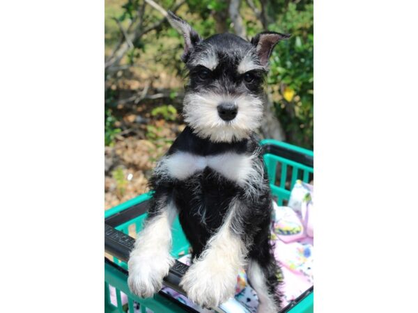 Miniature Schnauzer DOG Female Black / Silver 6544 Petland Montgomery, Alabama