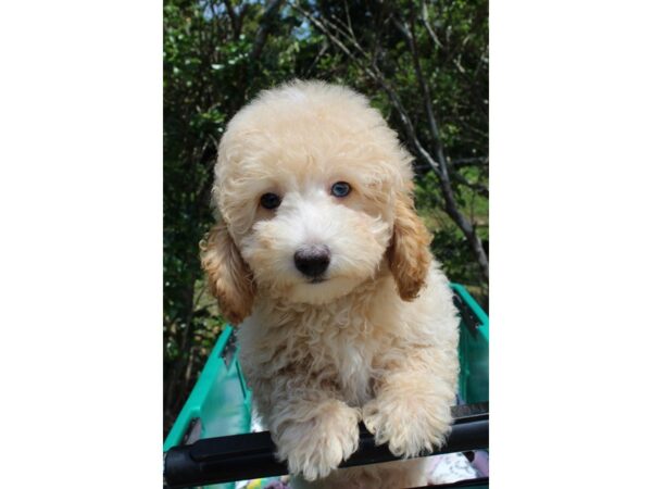 Miniature Poodle DOG Male Cream 6546 Petland Montgomery, Alabama