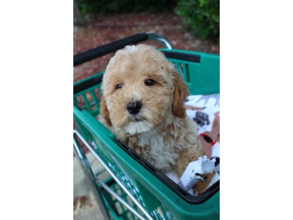 Miniature Poodle DOG Male Cream 6551 Petland Montgomery, Alabama