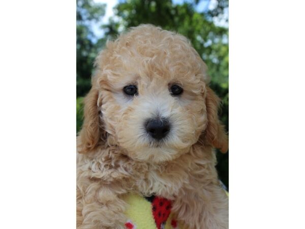 Miniature Poodle DOG Male Cream 6552 Petland Montgomery, Alabama