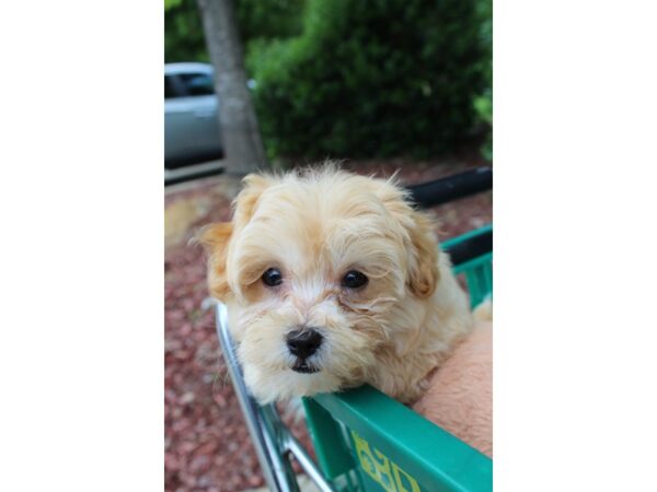 Maltipoo DOG Female Cream 6548 Petland Montgomery, Alabama