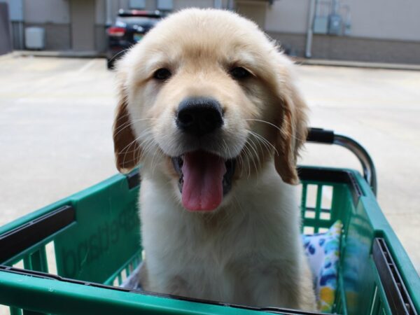 Golden Retriever DOG Male Golden 6547 Petland Montgomery, Alabama