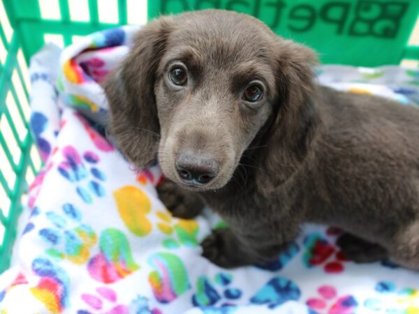 Dachshund DOG Male Blue 6550 Petland Montgomery, Alabama