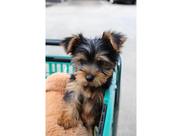 Yorkshire Terrier DOG Male Black/Tan 6556 Petland Montgomery, Alabama