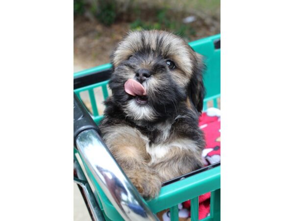 Lhasa Apso-DOG-Male-Black/Brown-6557-Petland Montgomery, Alabama