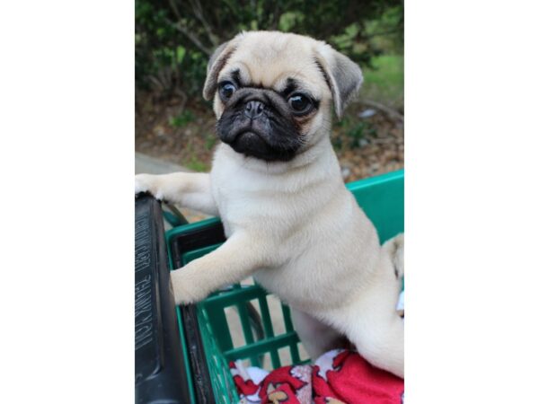 Pug DOG Female FAWN 6554 Petland Montgomery, Alabama