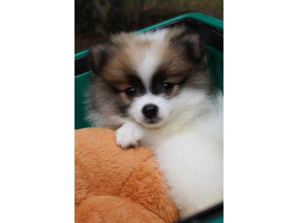 Pomeranian DOG Female Brown / White 6553 Petland Montgomery, Alabama