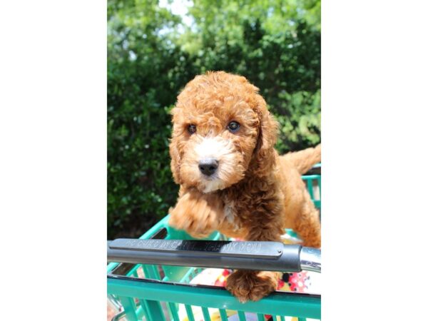 Mini Goldendoodle 2nd Gen-DOG-Male-Golden-6555-Petland Montgomery, Alabama