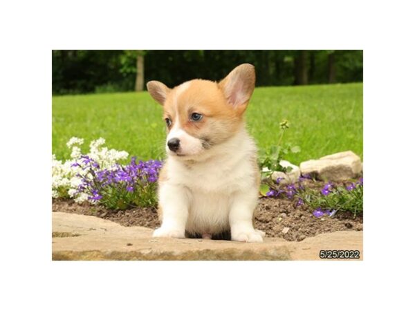 Pembroke Welsh Corgi DOG Male Red / White 6567 Petland Montgomery, Alabama