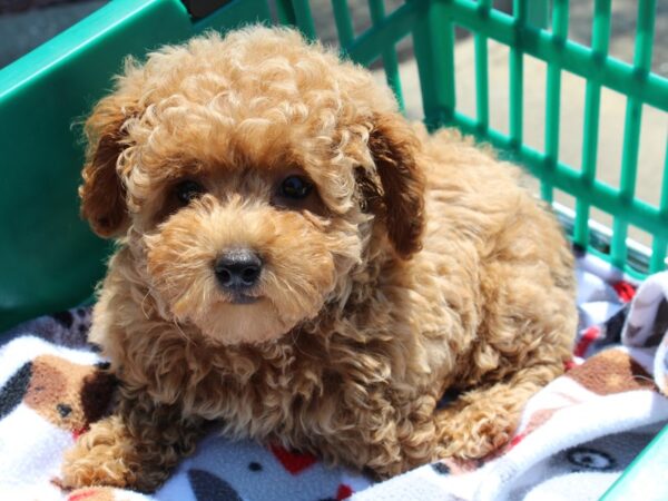 Miniature Poodle DOG Female Red 6560 Petland Montgomery, Alabama