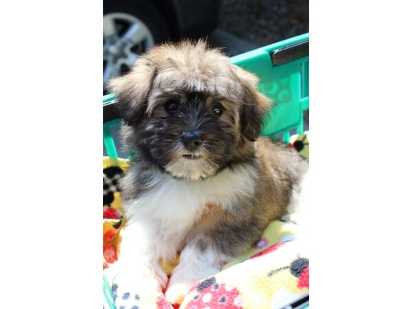 Havanese DOG Male Dark Sable 6562 Petland Montgomery, Alabama