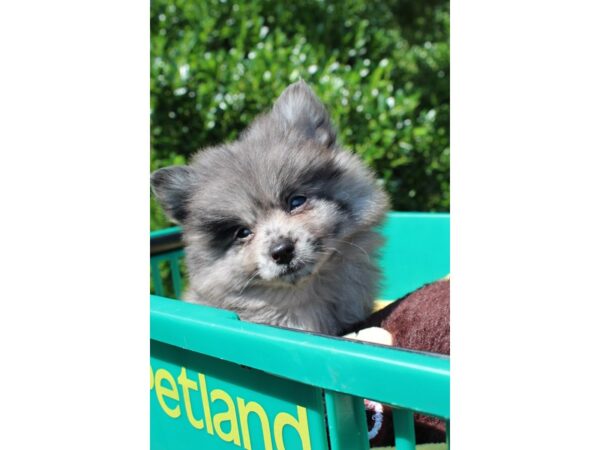 Pomeranian DOG Male Blue Merle 6561 Petland Montgomery, Alabama