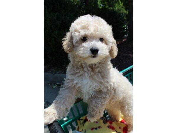 Poodle/Bichon Frise DOG Female Apricot 6570 Petland Montgomery, Alabama