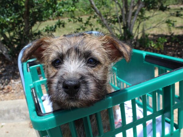 Cairn Terrier DOG Female Wheaten 6564 Petland Montgomery, Alabama