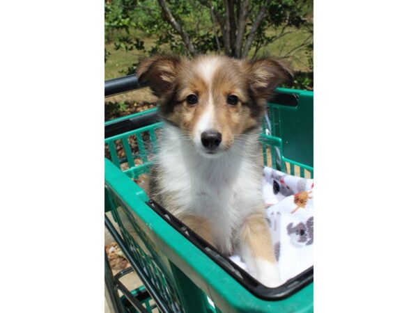 Shetland Sheepdog DOG Female Sable / White 6565 Petland Montgomery, Alabama