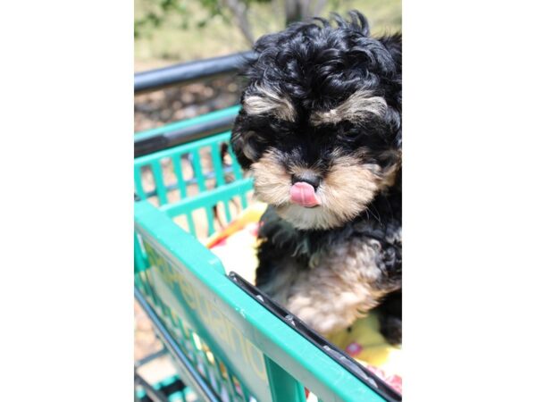 Cavapoo DOG Female Black / Tan 6566 Petland Montgomery, Alabama