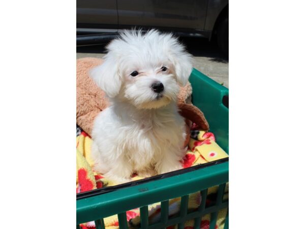 Maltese-DOG-Male-White-6568-Petland Montgomery, Alabama