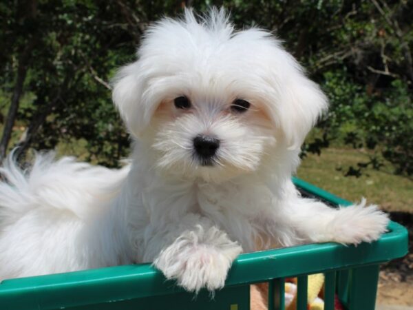 Maltese DOG Male White 6569 Petland Montgomery, Alabama