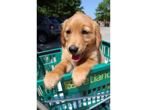 Golden Retriever-DOG-Female-Golden-6573-Petland Montgomery, Alabama