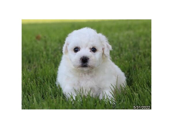 Bichon Frise-DOG-Female-White-6574-Petland Montgomery, Alabama