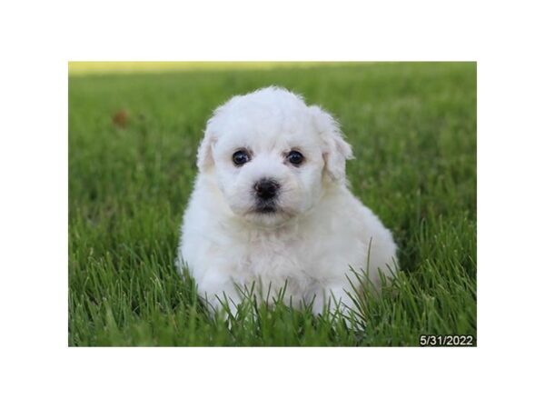 Bichon Frise DOG Female White 6574 Petland Montgomery, Alabama