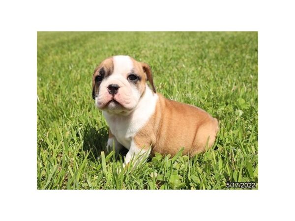 English Bulldog Beagle DOG Female Red / White 6575 Petland Montgomery, Alabama