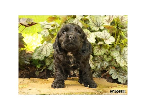 Cocker Spaniel DOG Male Black 6576 Petland Montgomery, Alabama