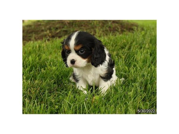 Cavalier King Charles Spaniel DOG Female Tri-Colored 6577 Petland Montgomery, Alabama