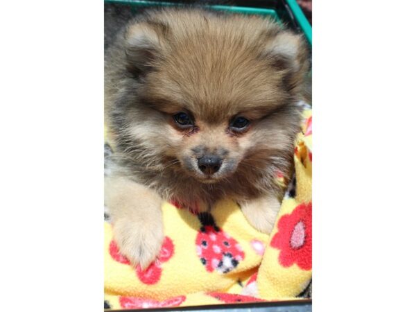 Pomeranian DOG Female Wolf Sable 6571 Petland Montgomery, Alabama