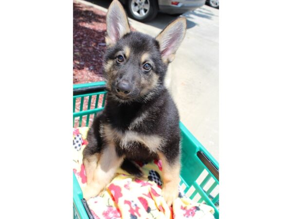 German Shepherd-DOG-Male-Black/Tan-6572-Petland Montgomery, Alabama